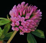 Trifolium pratense L.: Flower