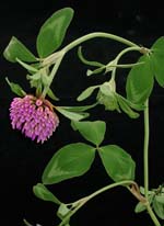 Trifolium pratense L.: Mature plant