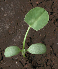 Trifolium repens L.: Very early stage (