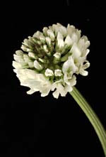 Trifolium repens L.: Flower