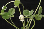 Trifolium repens L.: Mature plant