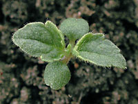Urtica dioica L.: Very early stage