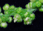 Urtica dioica L.: Mature plant