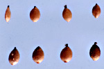 Common Nettle: Seeds