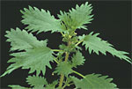 Annual Nettle: Mature plant