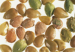 Annual Nettle: Seeds