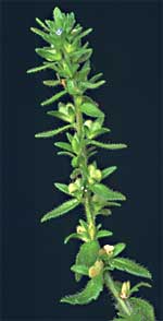 Veronica arvensis L.: Mature plant