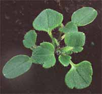 Ivy-leaved Speedwell: Early stage