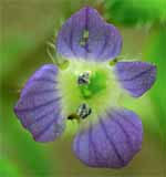 Ivy-leaved Speedwell: Flower