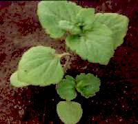 Common Field-speedwell: Early stage