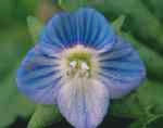 Veronica persica: Flower