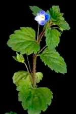 Common Field-speedwell: Mature plant