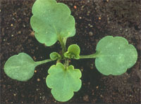 Viola arvensis: Early stage